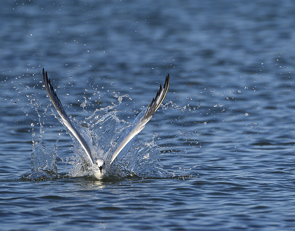 Sandwitch Tern