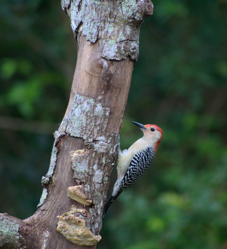 Woodpecker Peckingr
