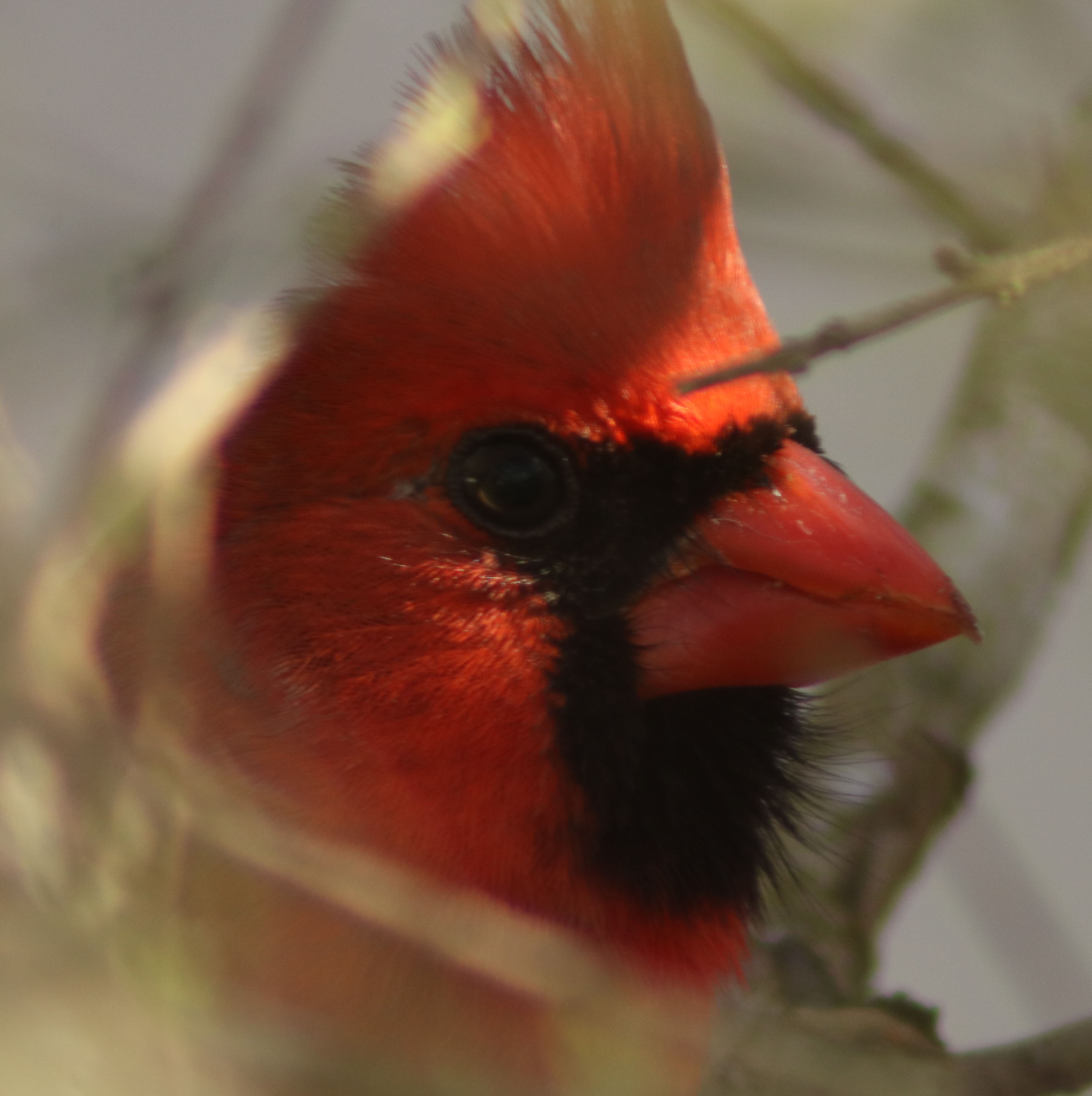 N. Cardinal