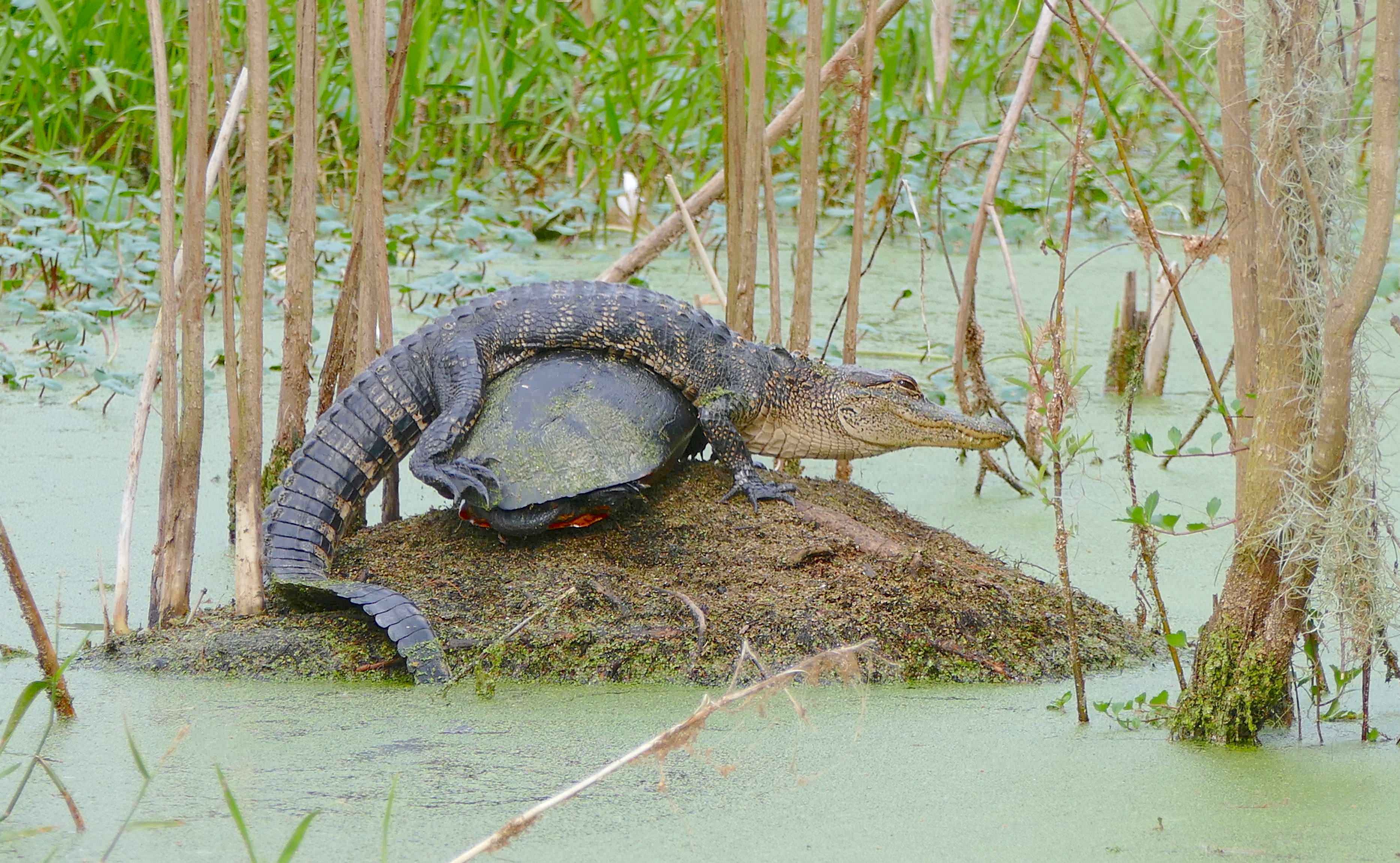 gator turtle