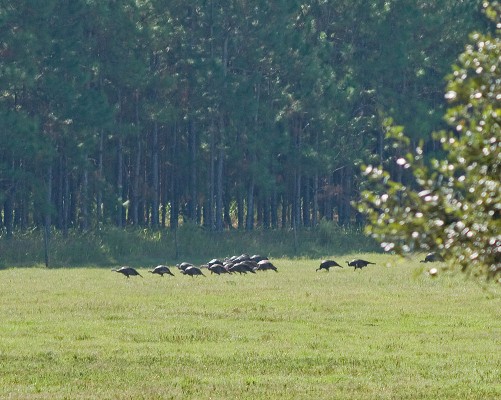 Turkeys