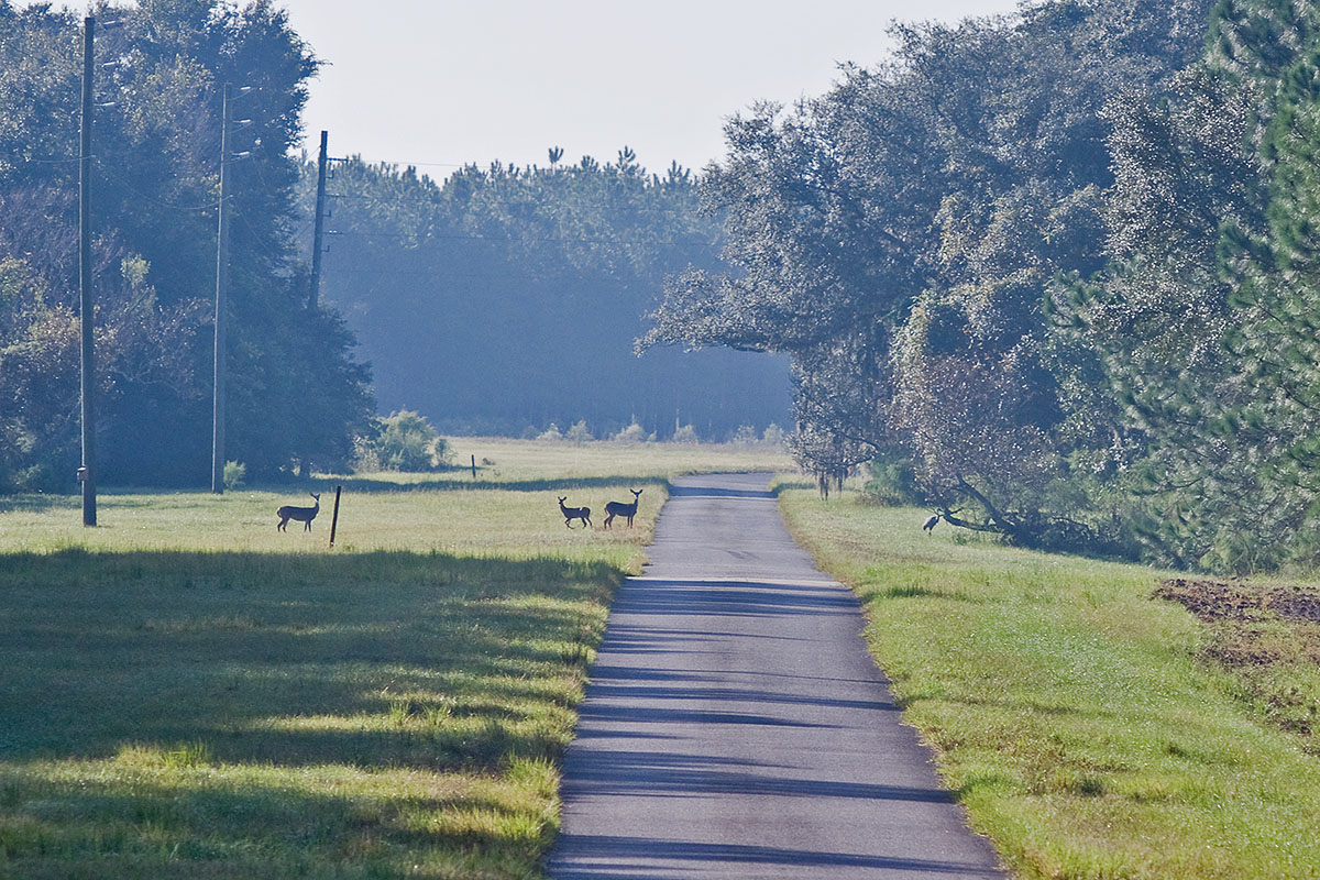 Wildlife