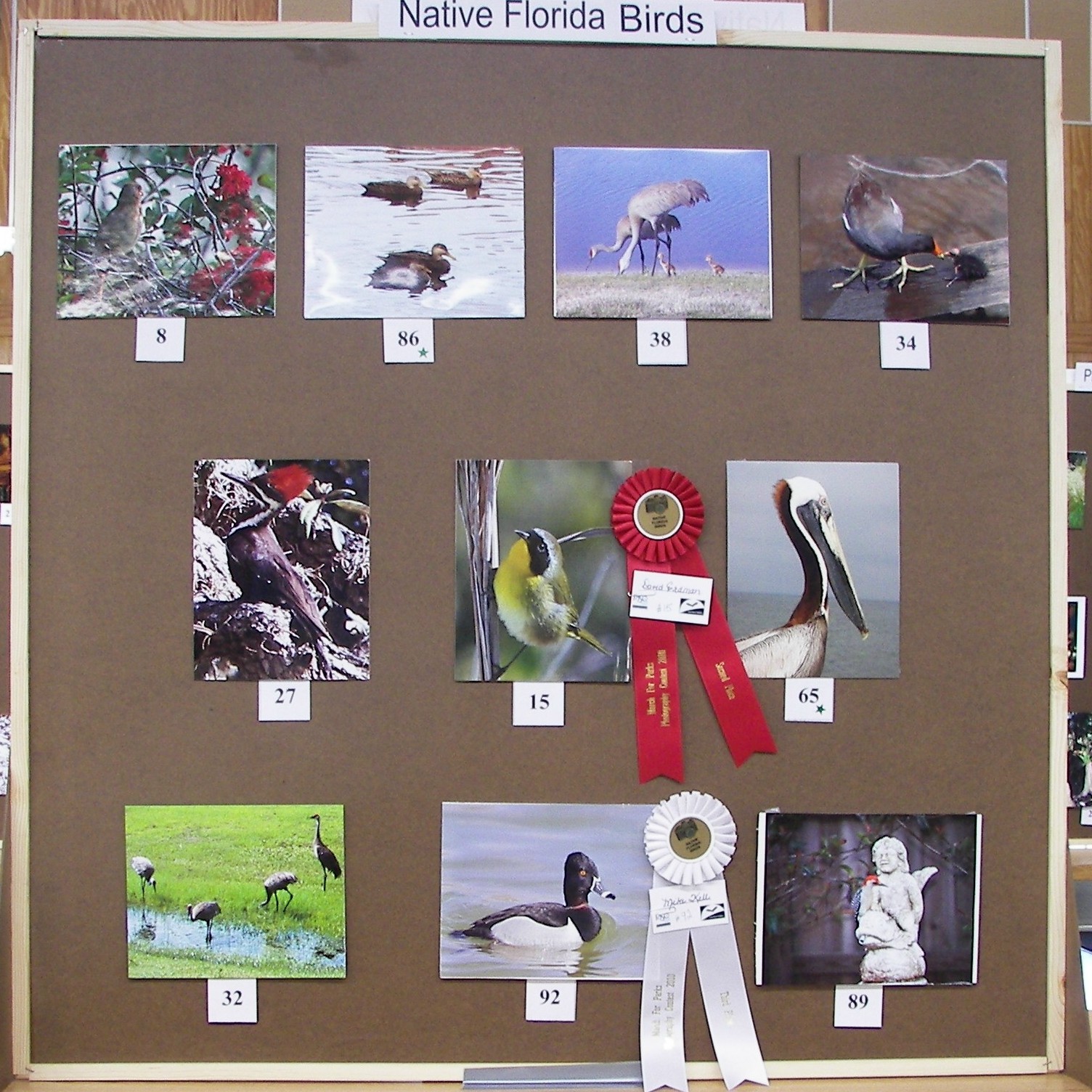 Native Birds
