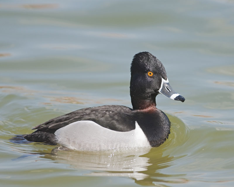 Ring Necked Duck