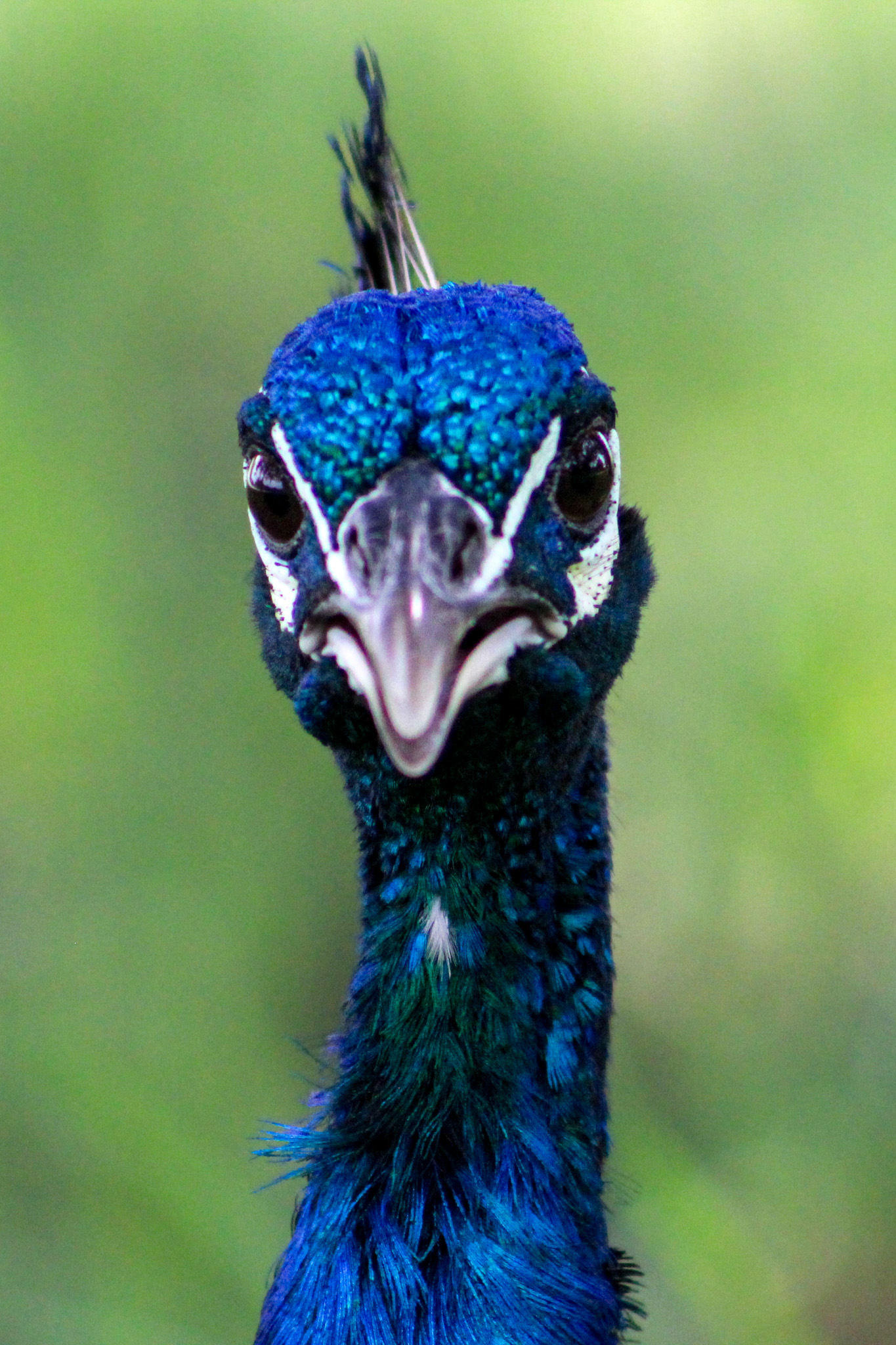 Peacockl
