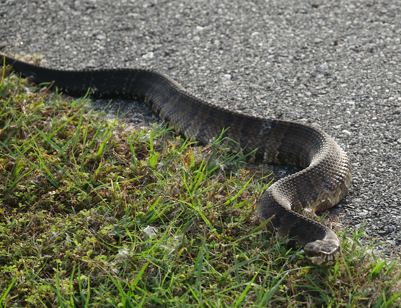 CottonMouth