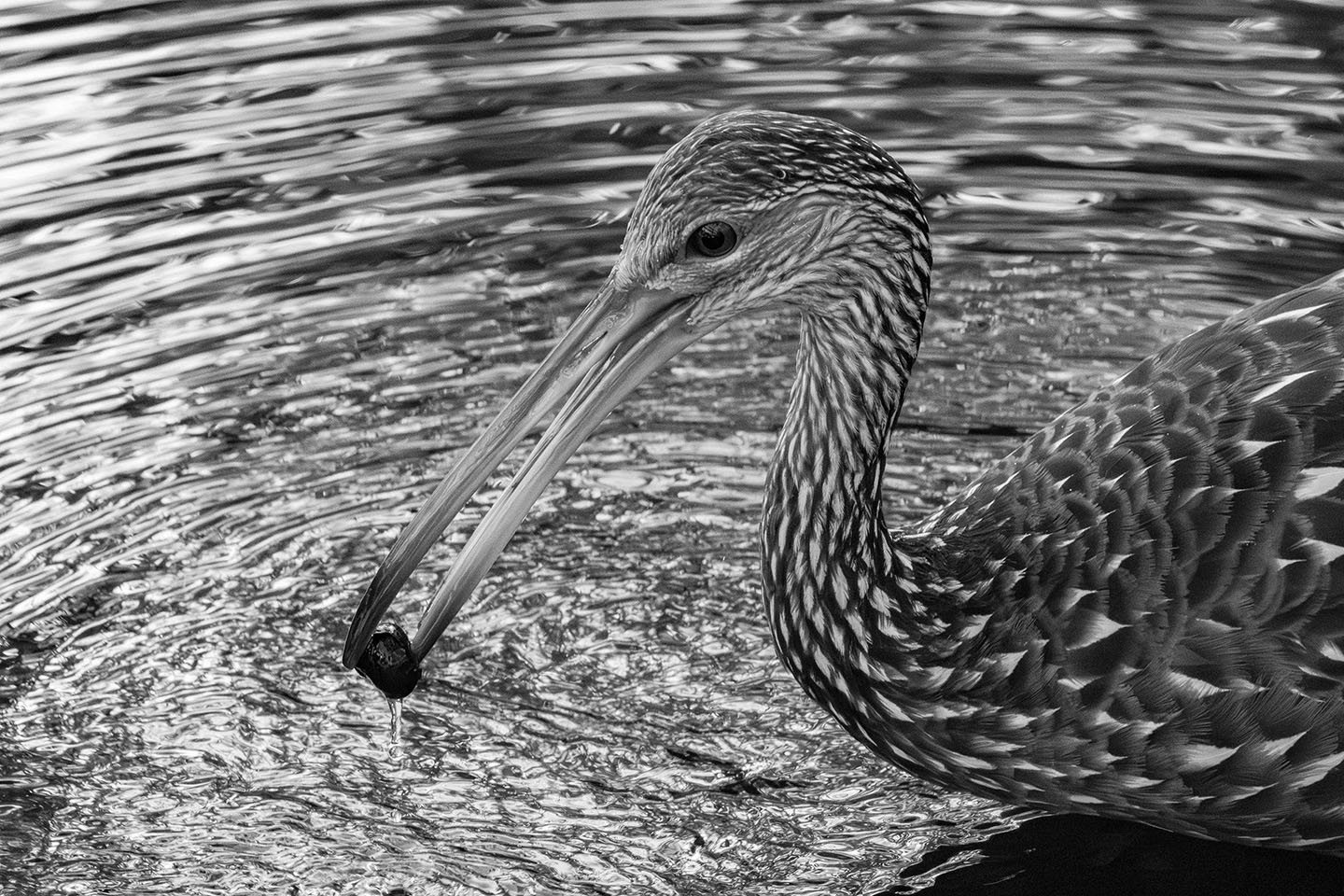 Limpkin
