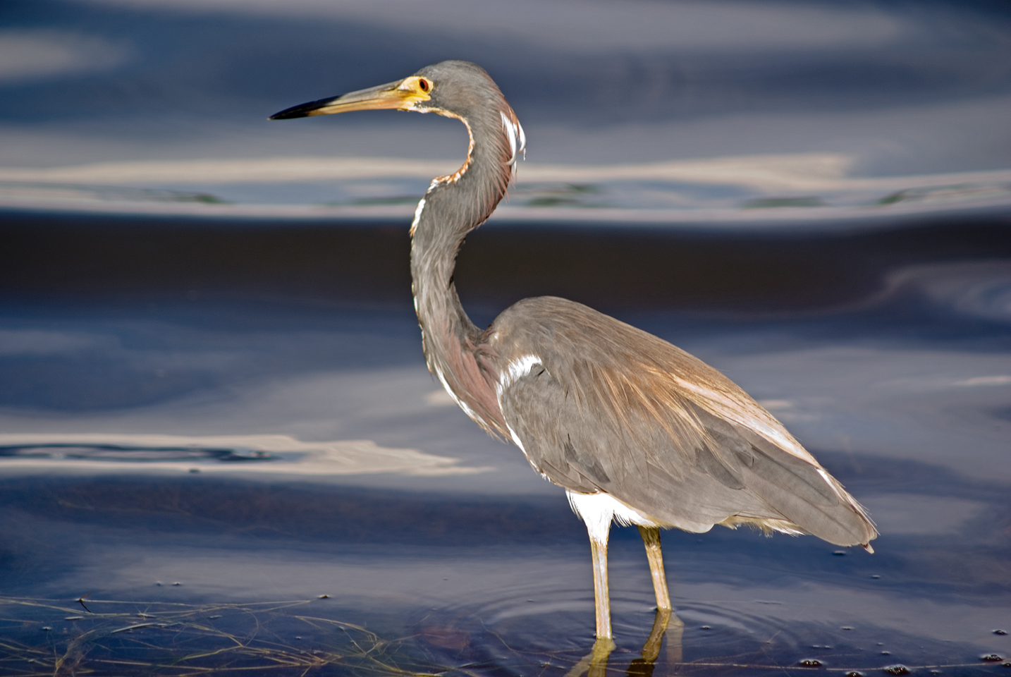 Tricolor Heron