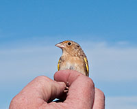 Grasshopper Sparrow