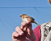 Henslows Sparrow