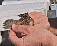 Henslows Sparrow