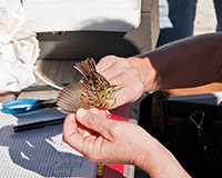 Henslows Sparrow