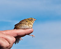 Henslows Sparrow