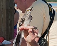 Northern Mocking Bird