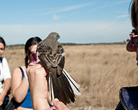 Northern Mocking Bird