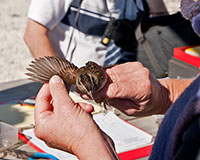Swamp Sparrow Wing