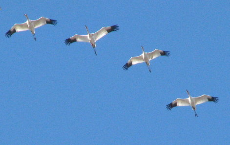Flight Formation