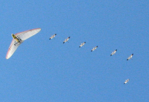 Seven Cranes Overhead
