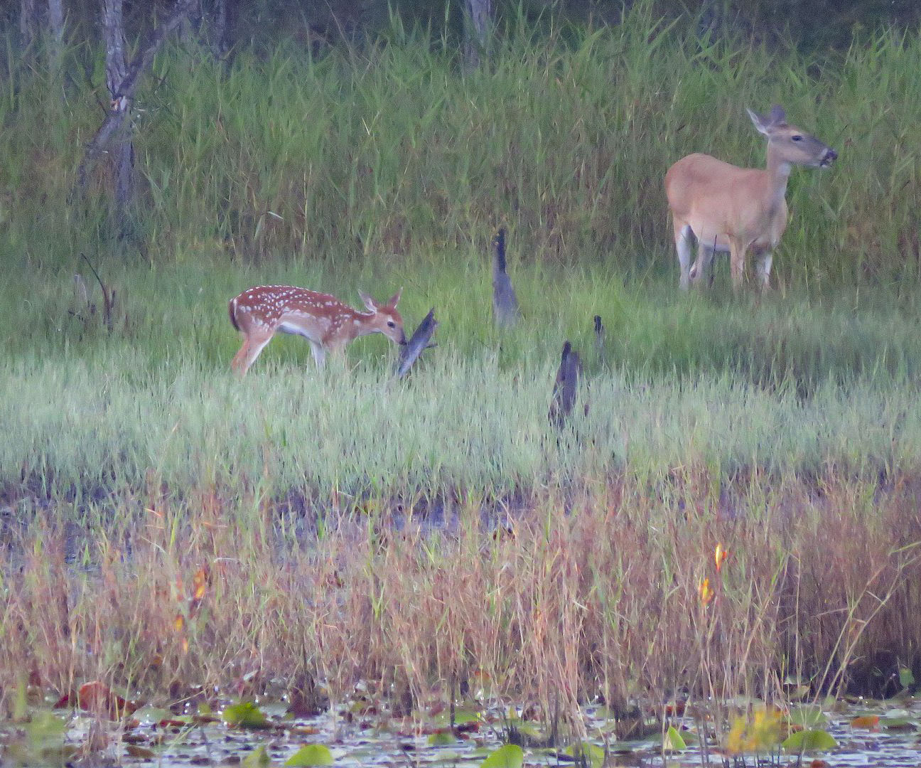 Fawn