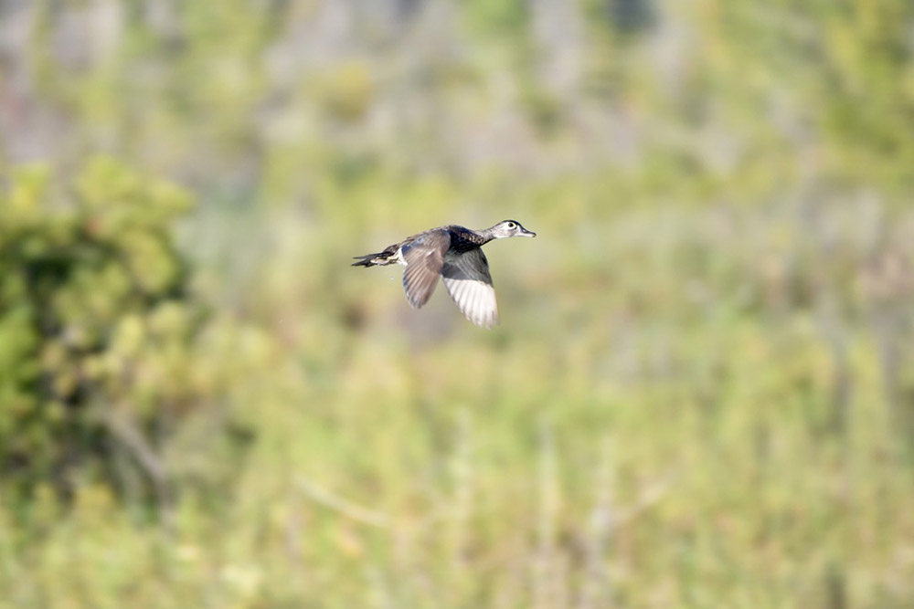 Wood Duck