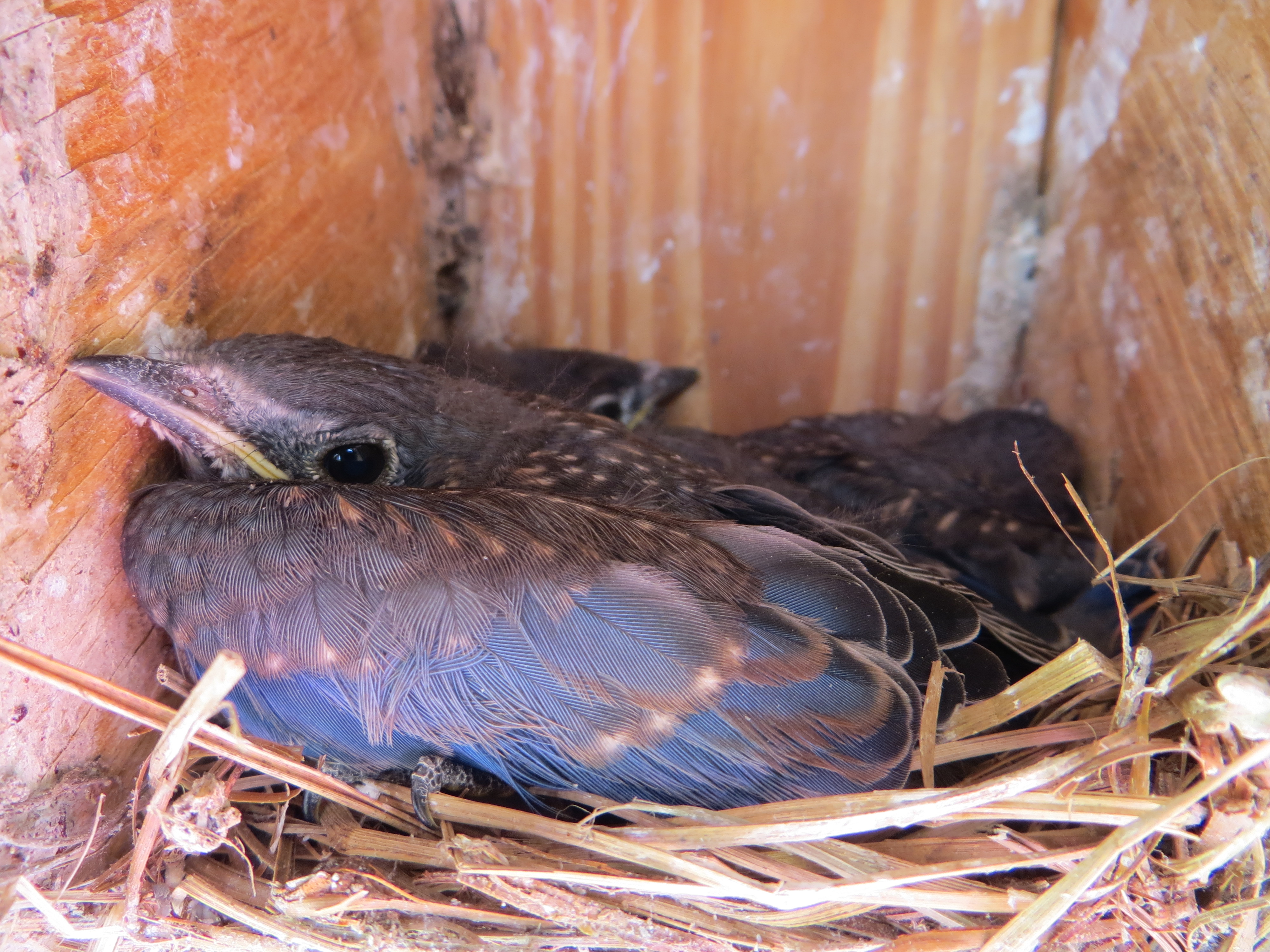 BlueBird babies