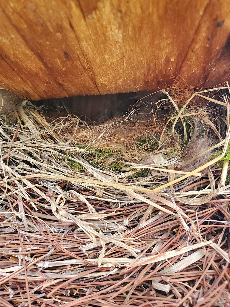 Nest