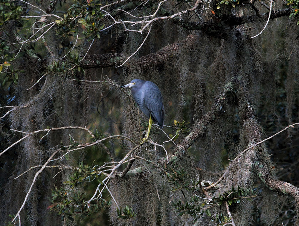 BHeron