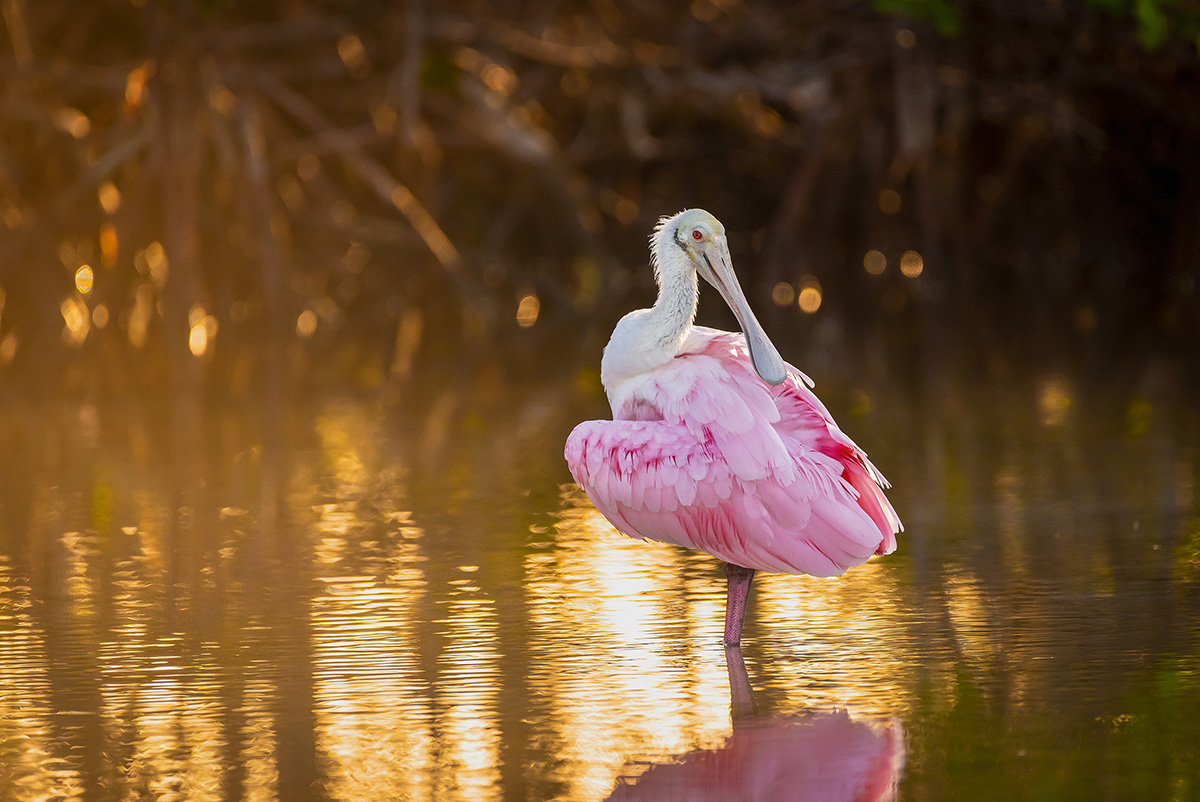 Spoonbill