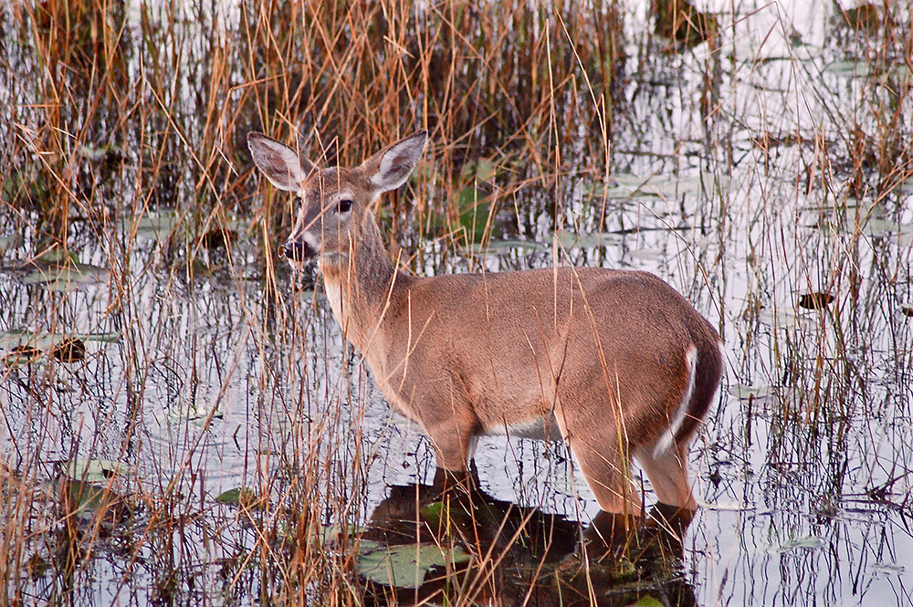 Deer in Water