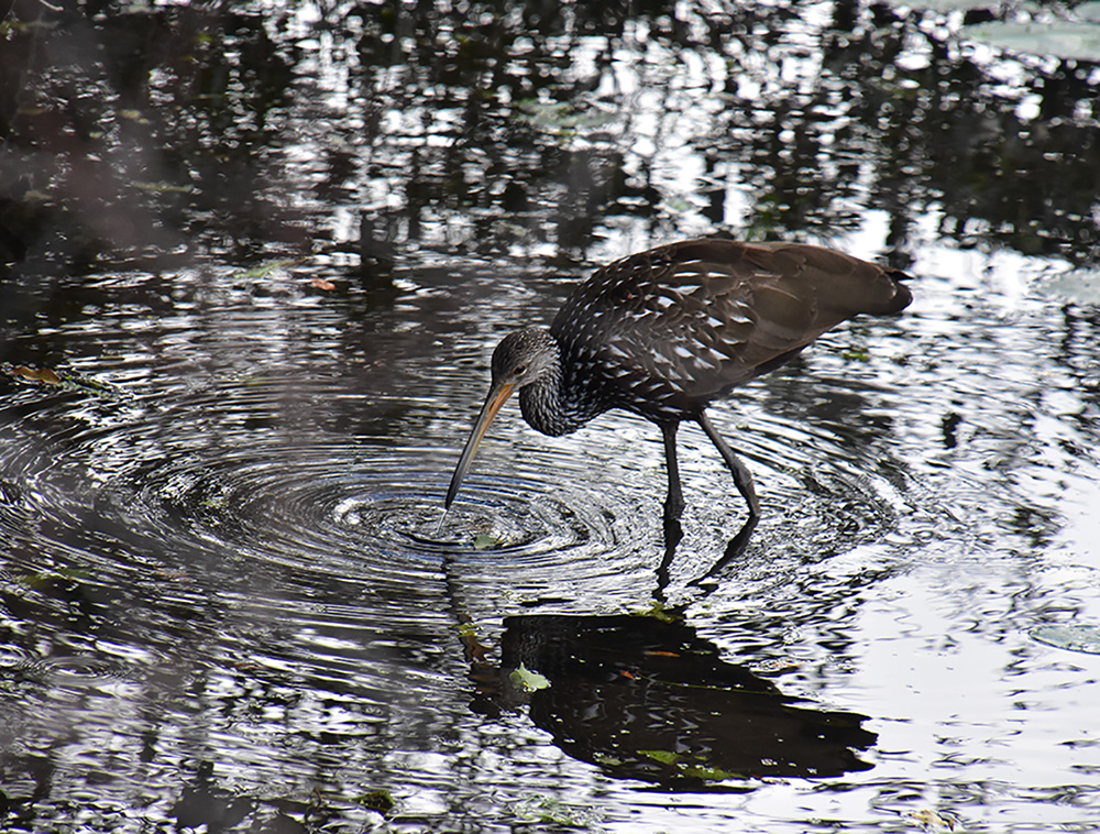 Limpkin