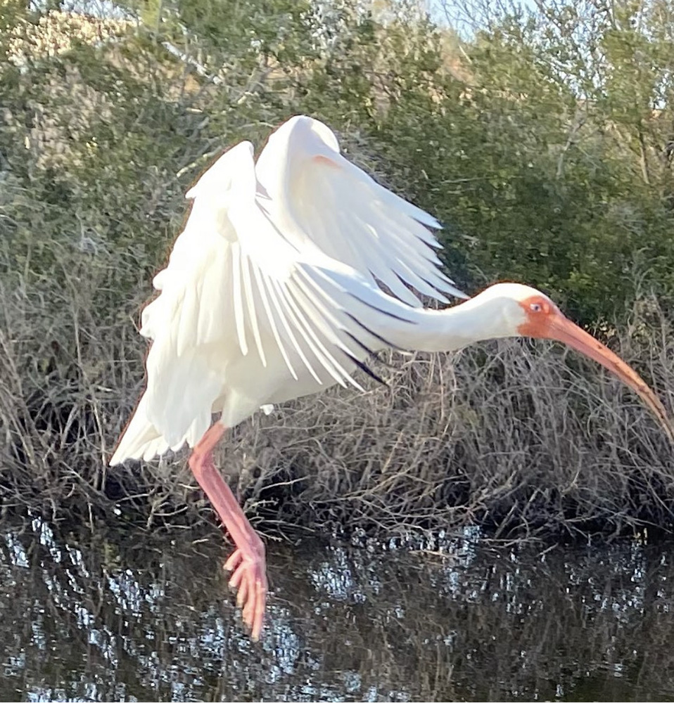 Ibis