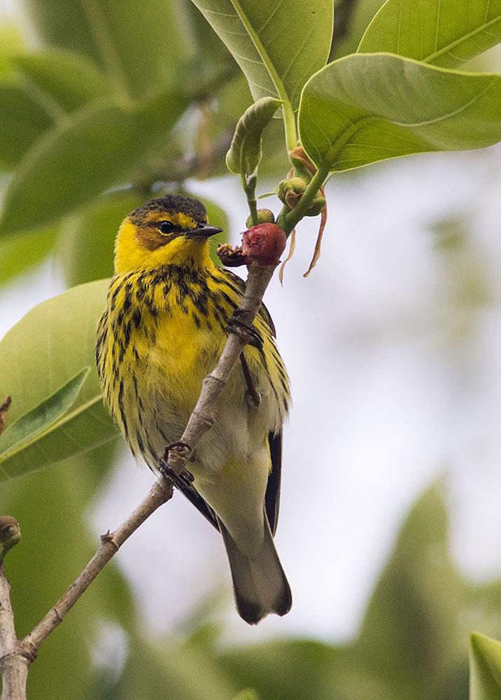 Cape May Warbler