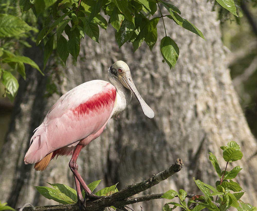 Spoonbill