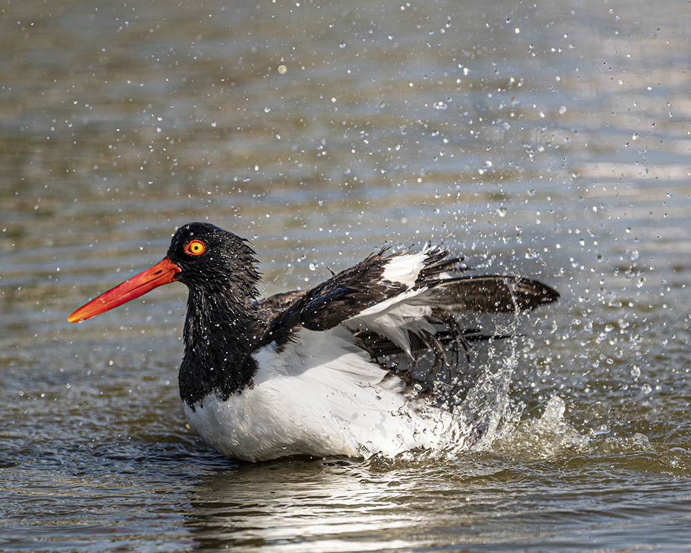 Bathing Oystercatcher