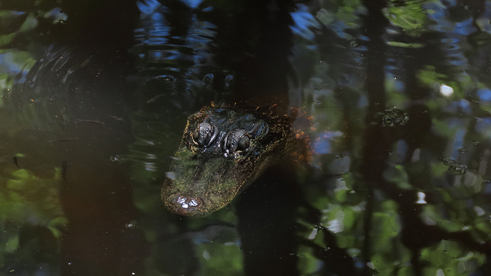 Gator