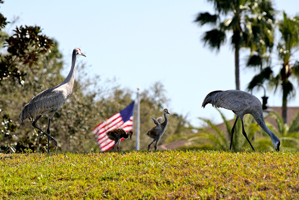 Sandhill Crane