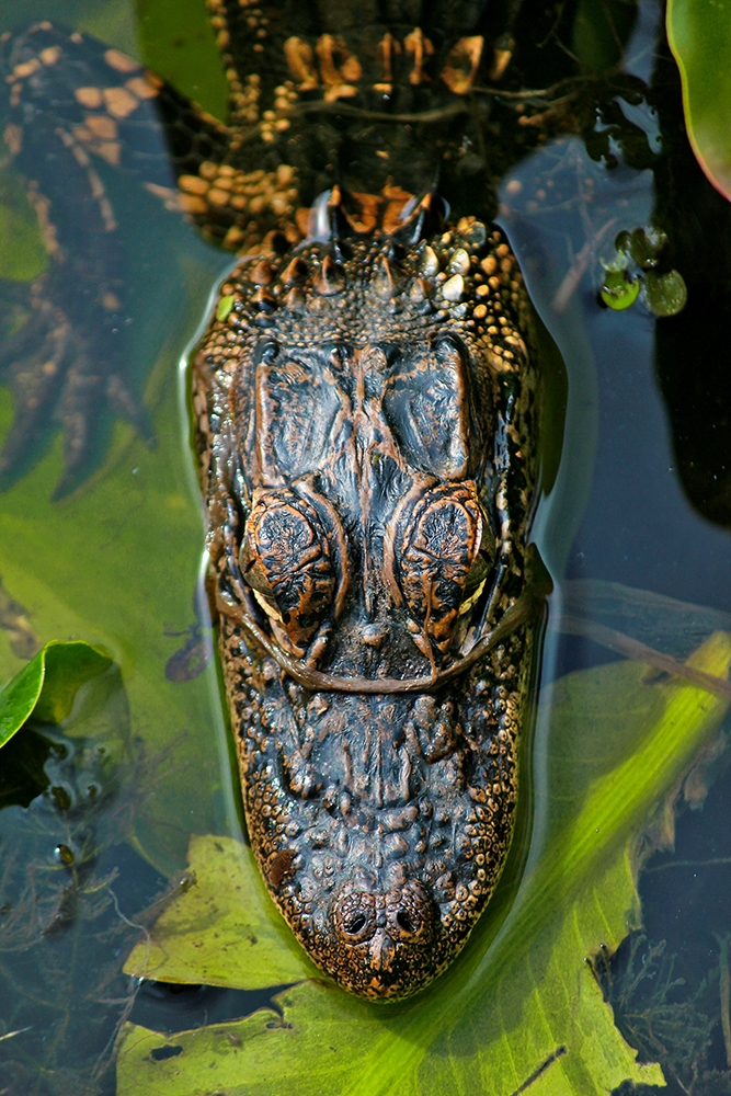 Gator