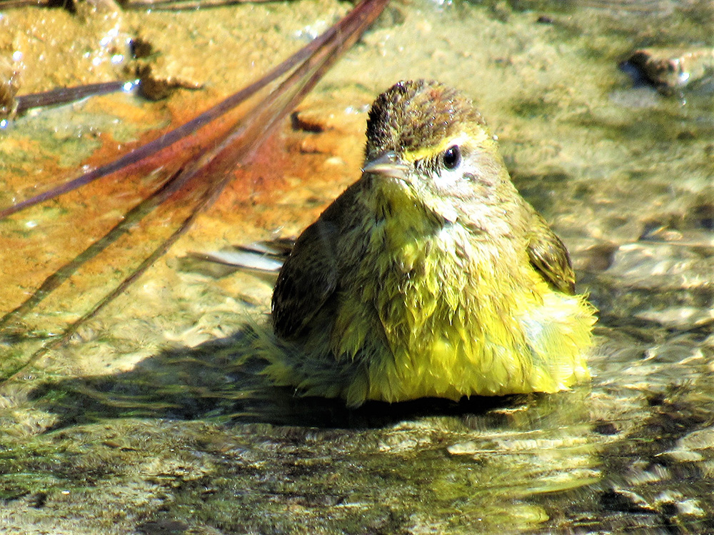 Palm Warbler