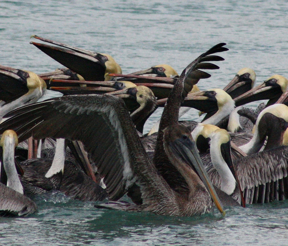 Pelicans