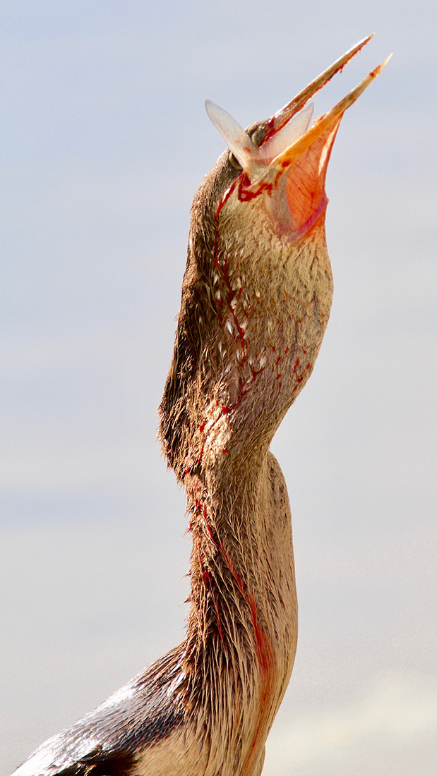 Anhinga