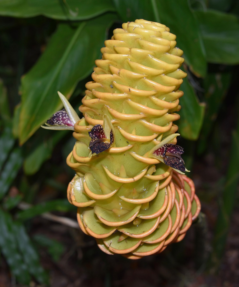 Beehive Ginger