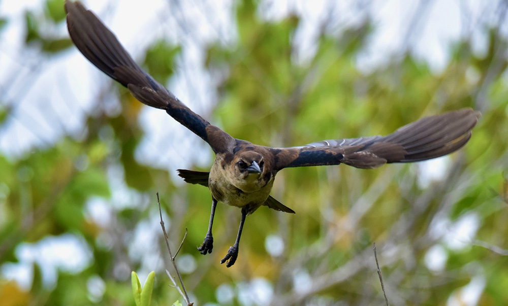 Grackle