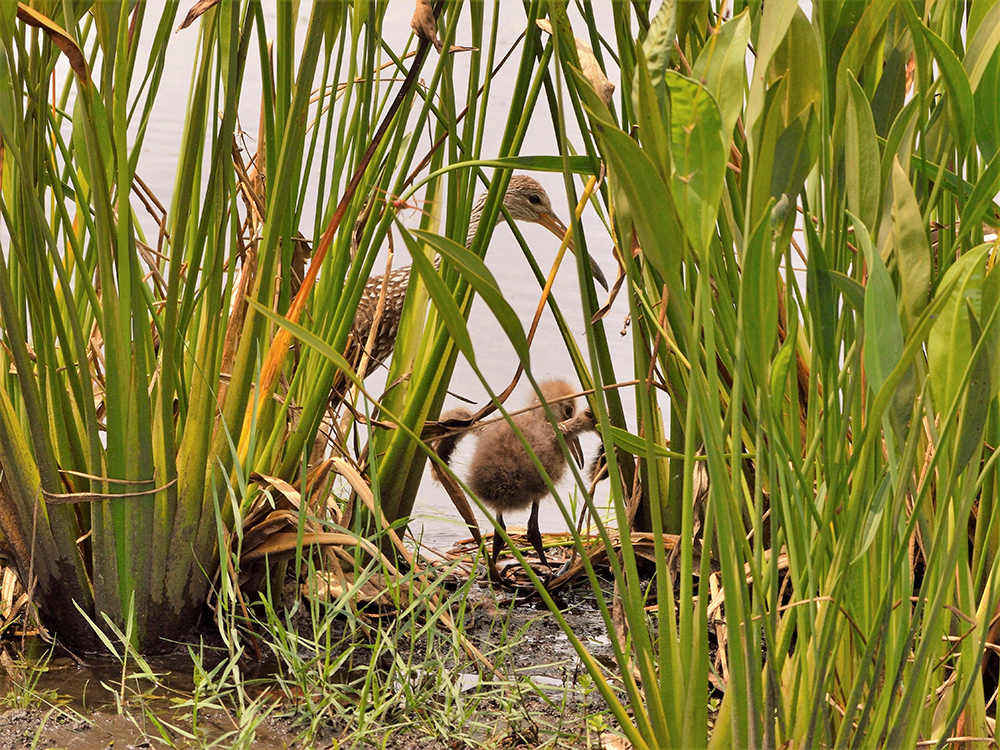 Limpkins