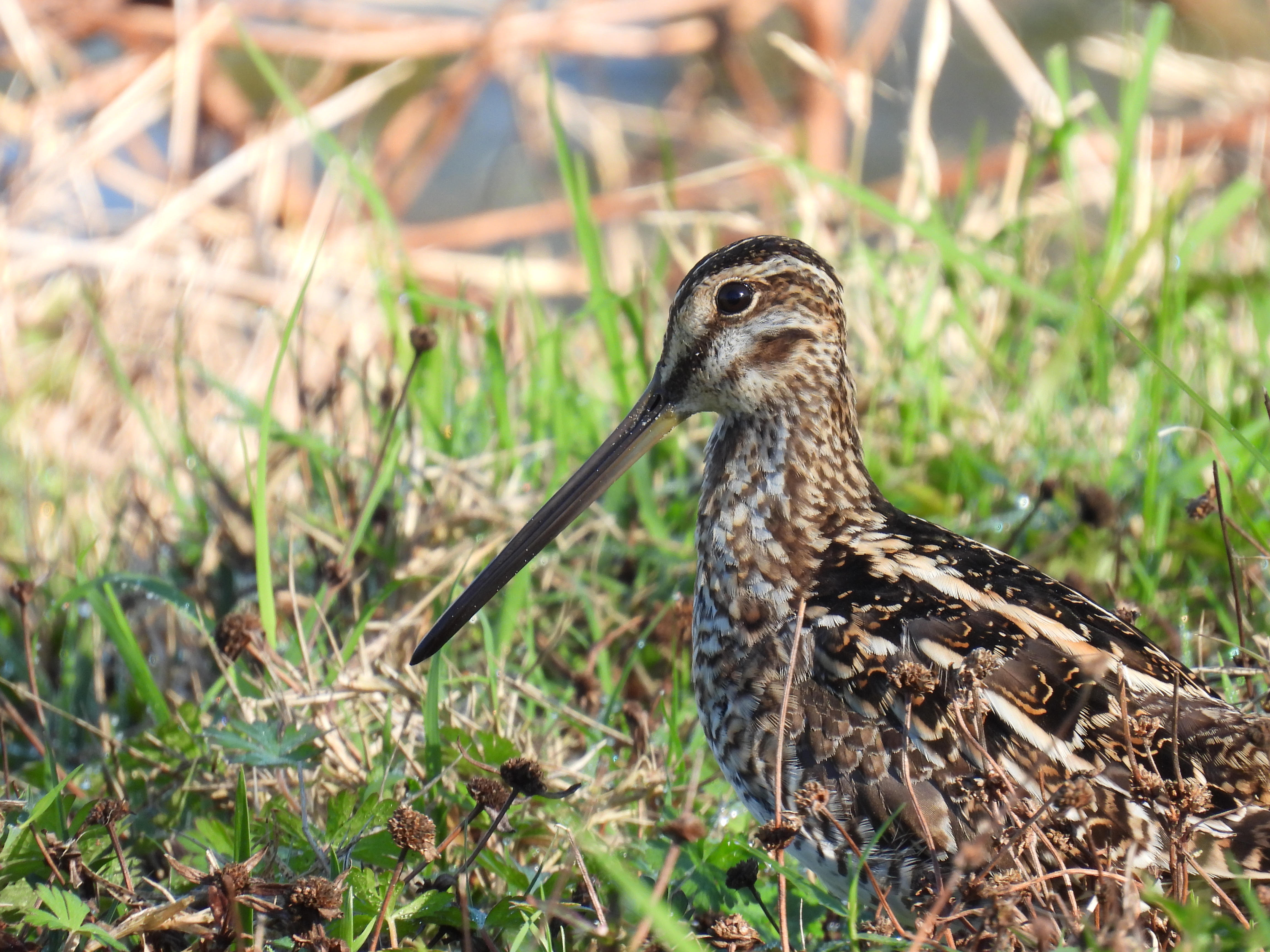 Snipe