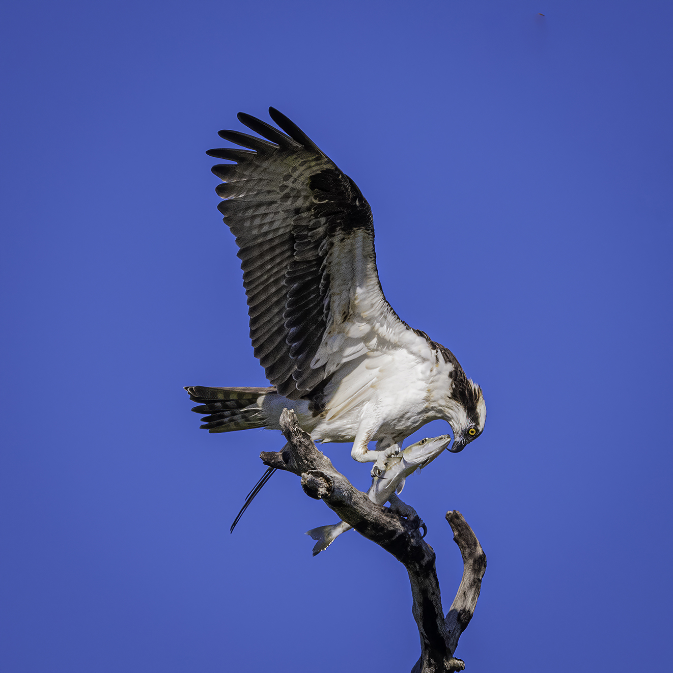 Osprey