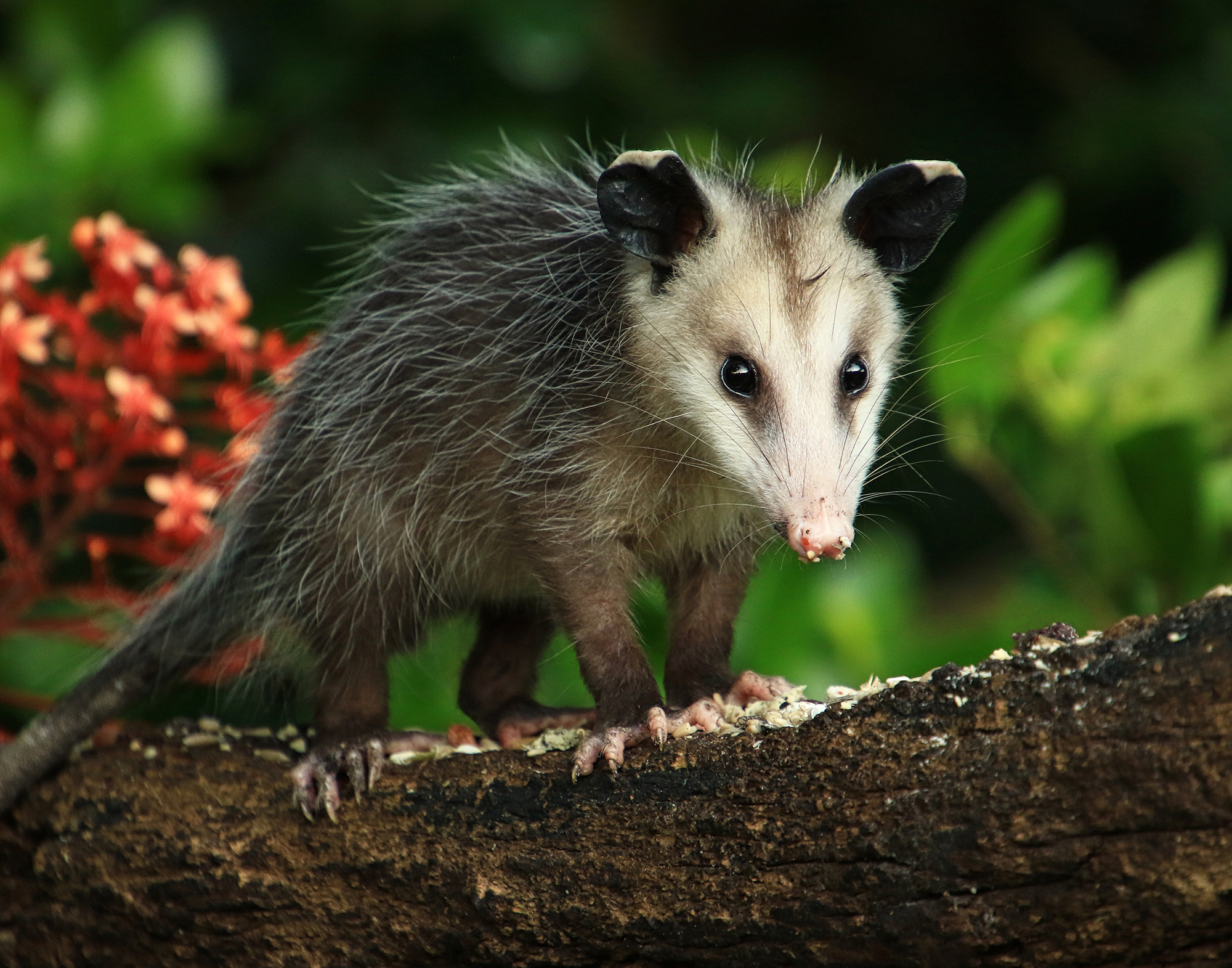 Opossum