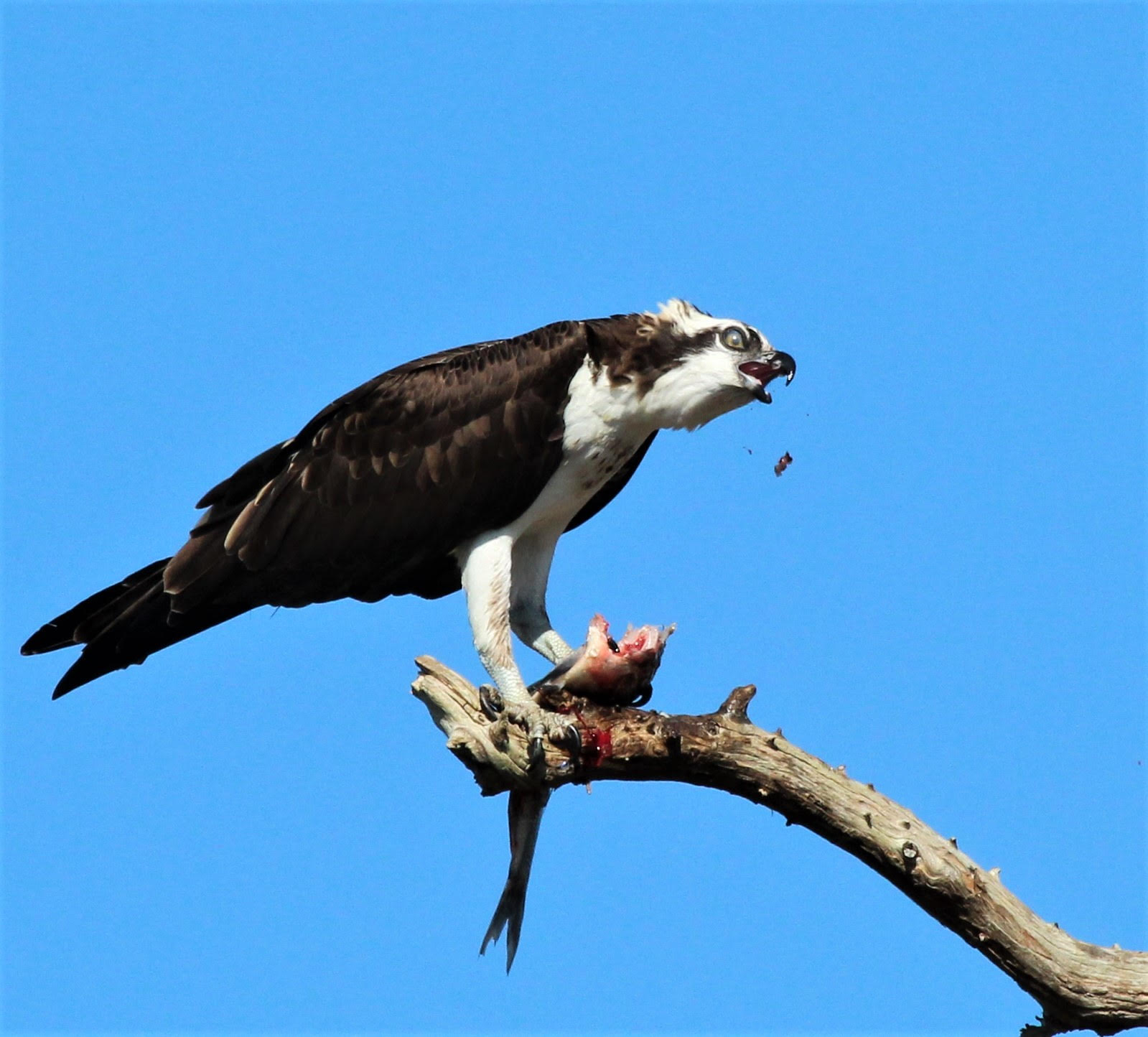 Osprey