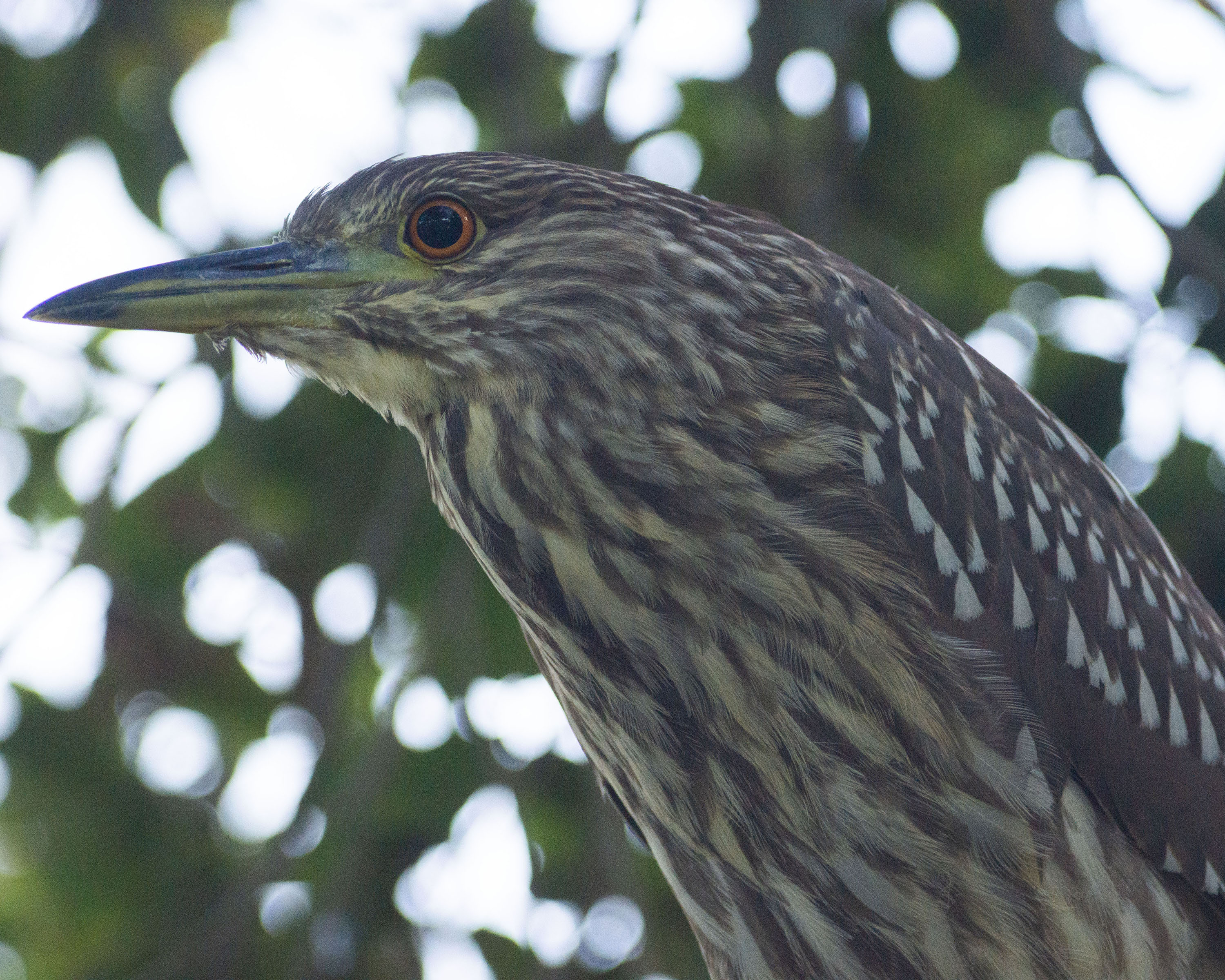 BCN Heron