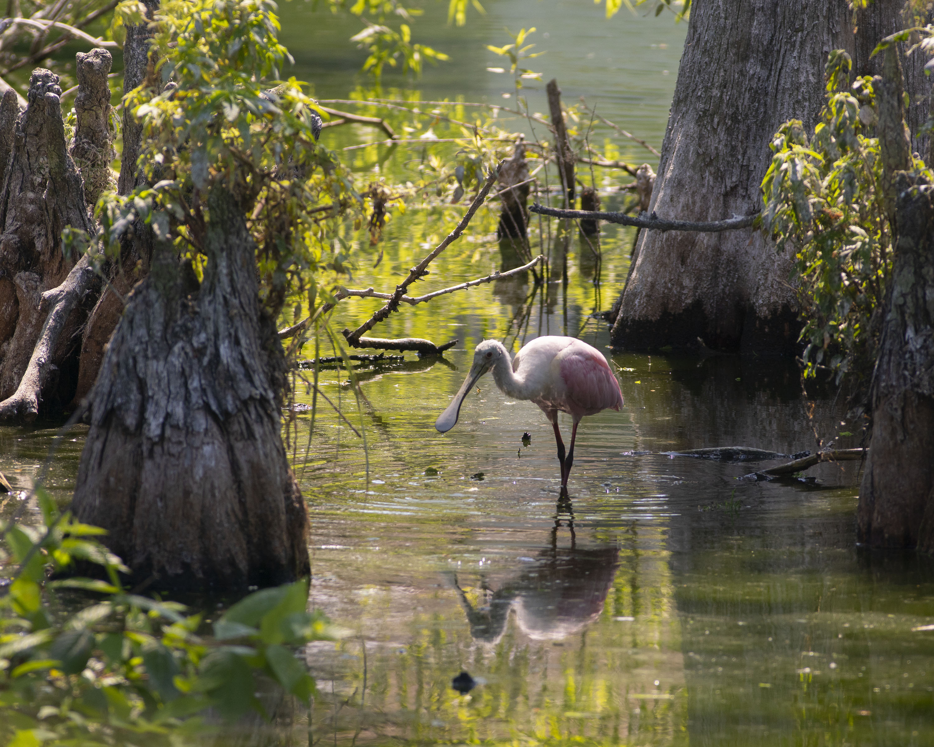 Spoonbill