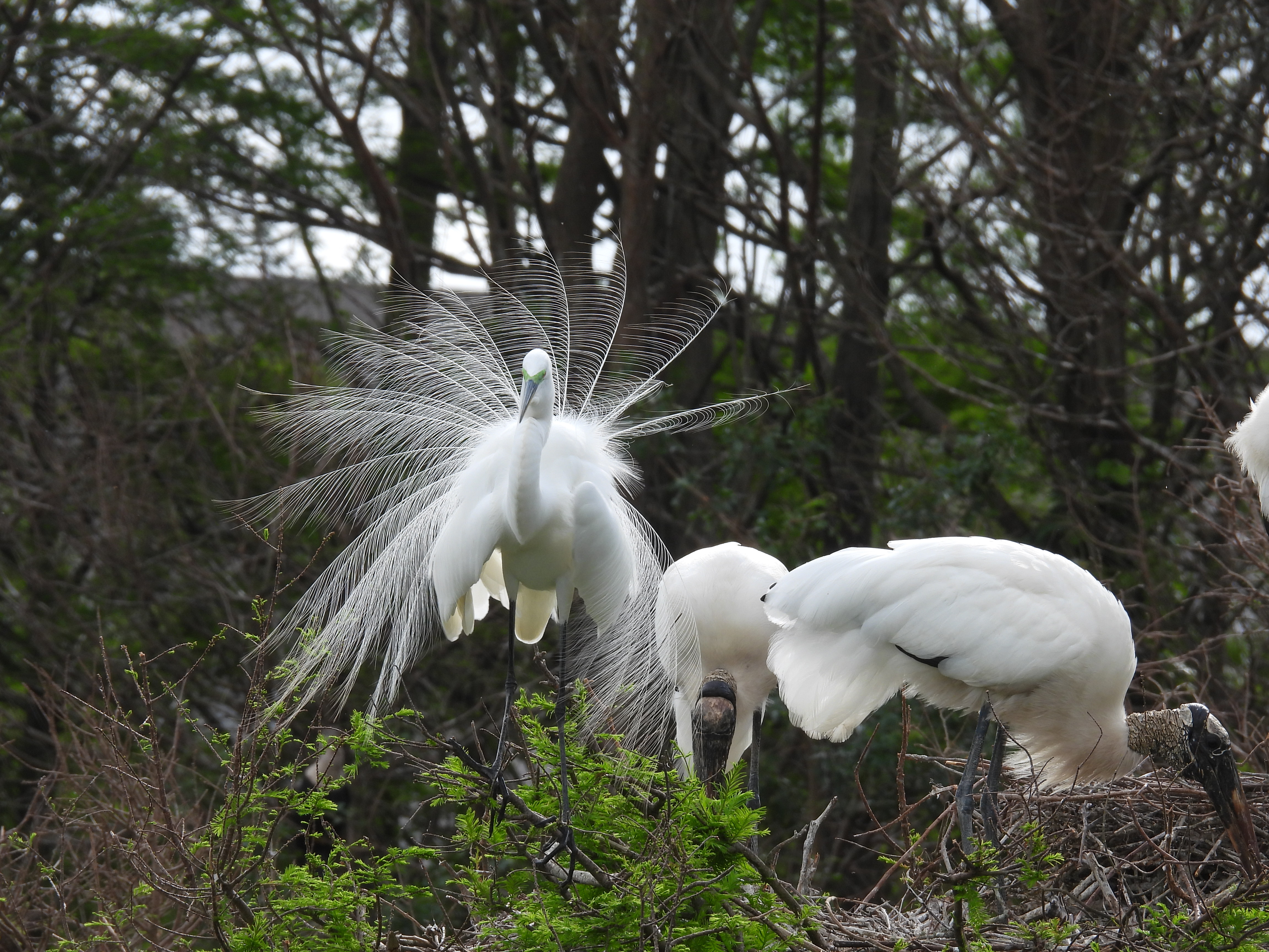 Great Egret